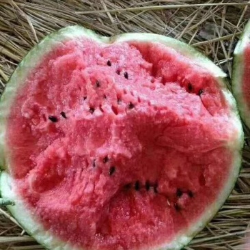 【欢迎电话咨询】蒲城优质大棚甜王西瓜