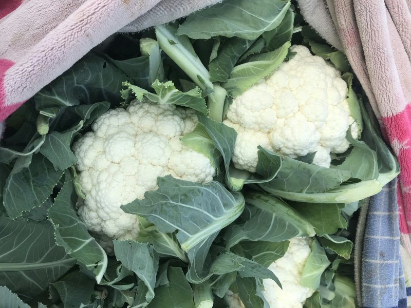 有机花、菜花】青梗白面散花、菜花大量供应、保证质量