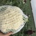 有机花、菜花】青梗白面散花、菜花大量供应、保证质量