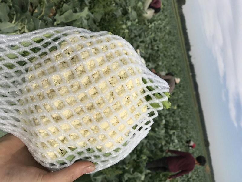 有机花、菜花】青梗白面散花、菜花大量供应、保证质量