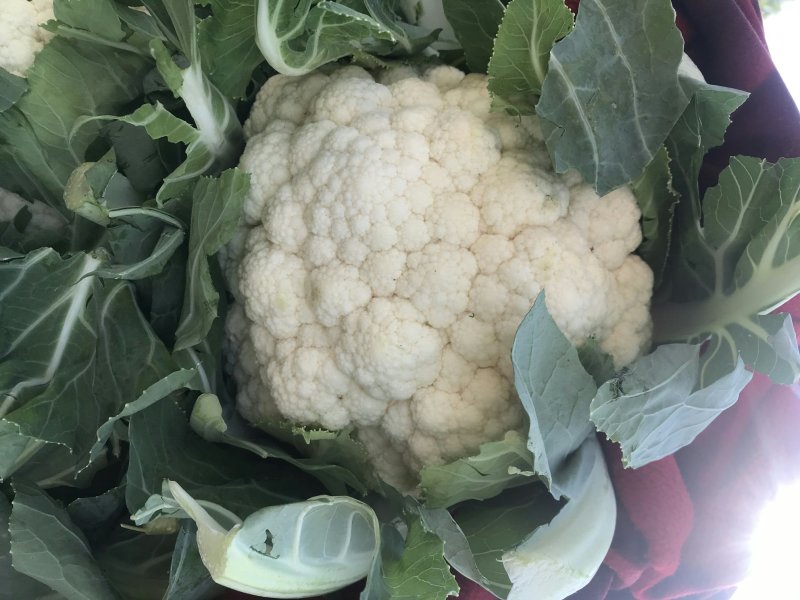 有机花、菜花】青梗白面散花、菜花大量供应、保证质量