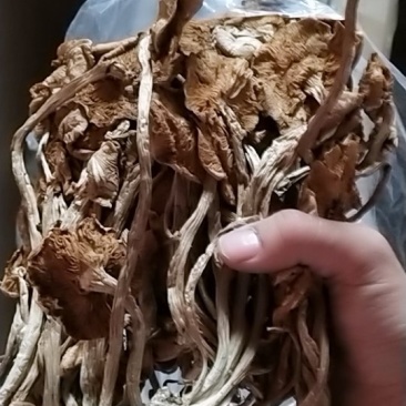 茶树菇