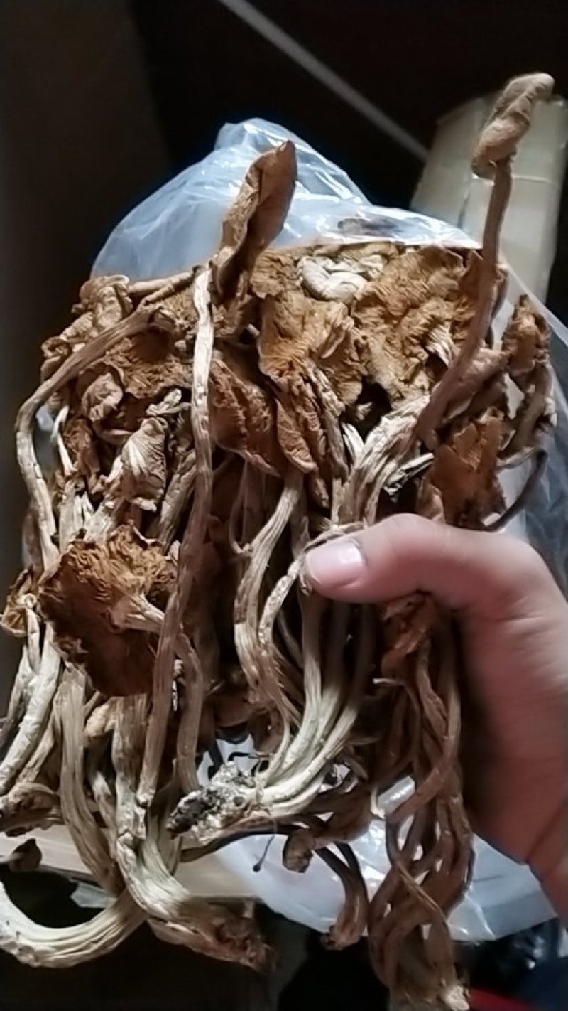 茶树菇