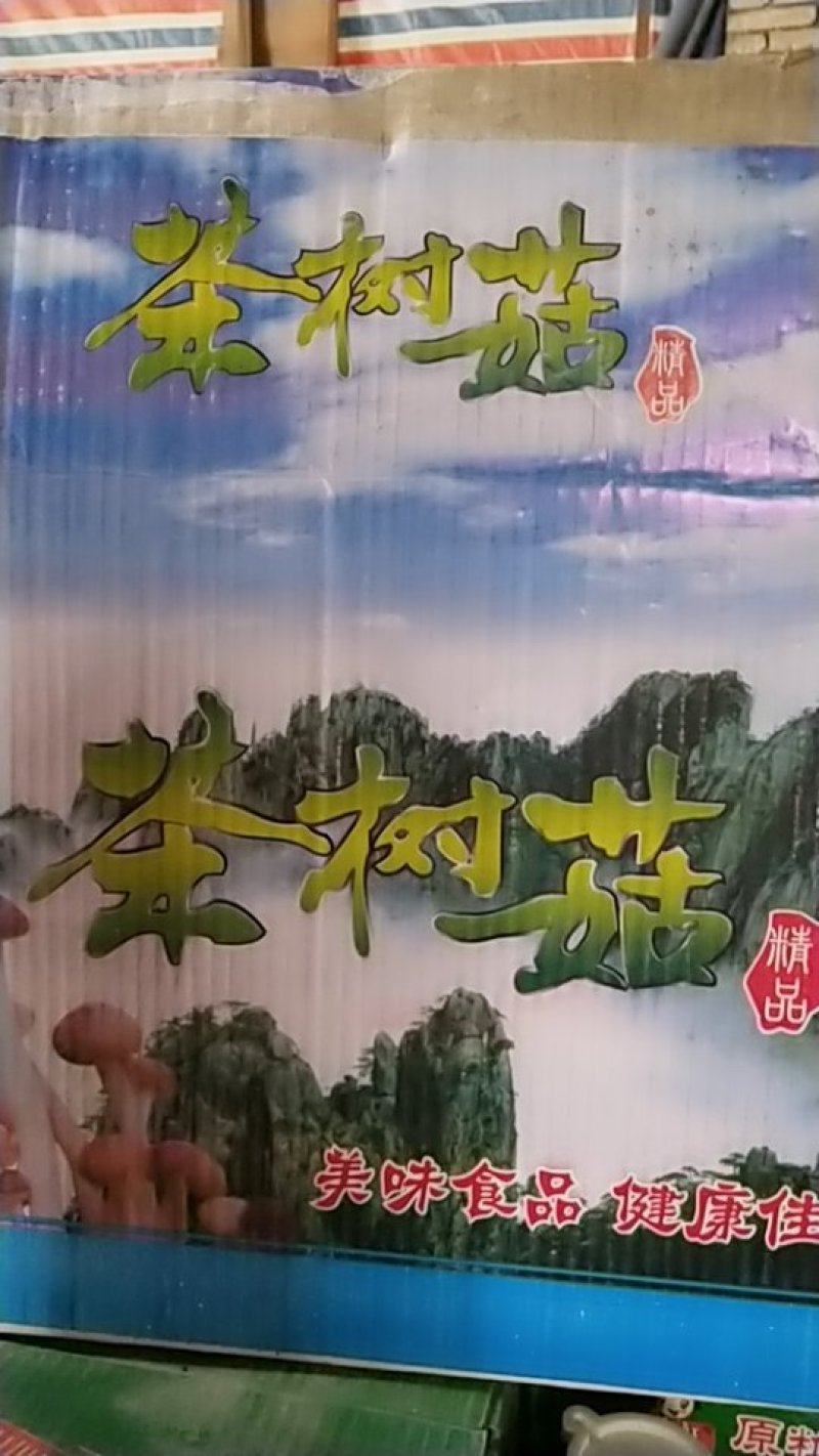 茶树菇