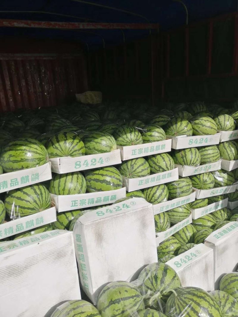 8424，美都，大量批发，7斤打底，8成熟，现有600亩