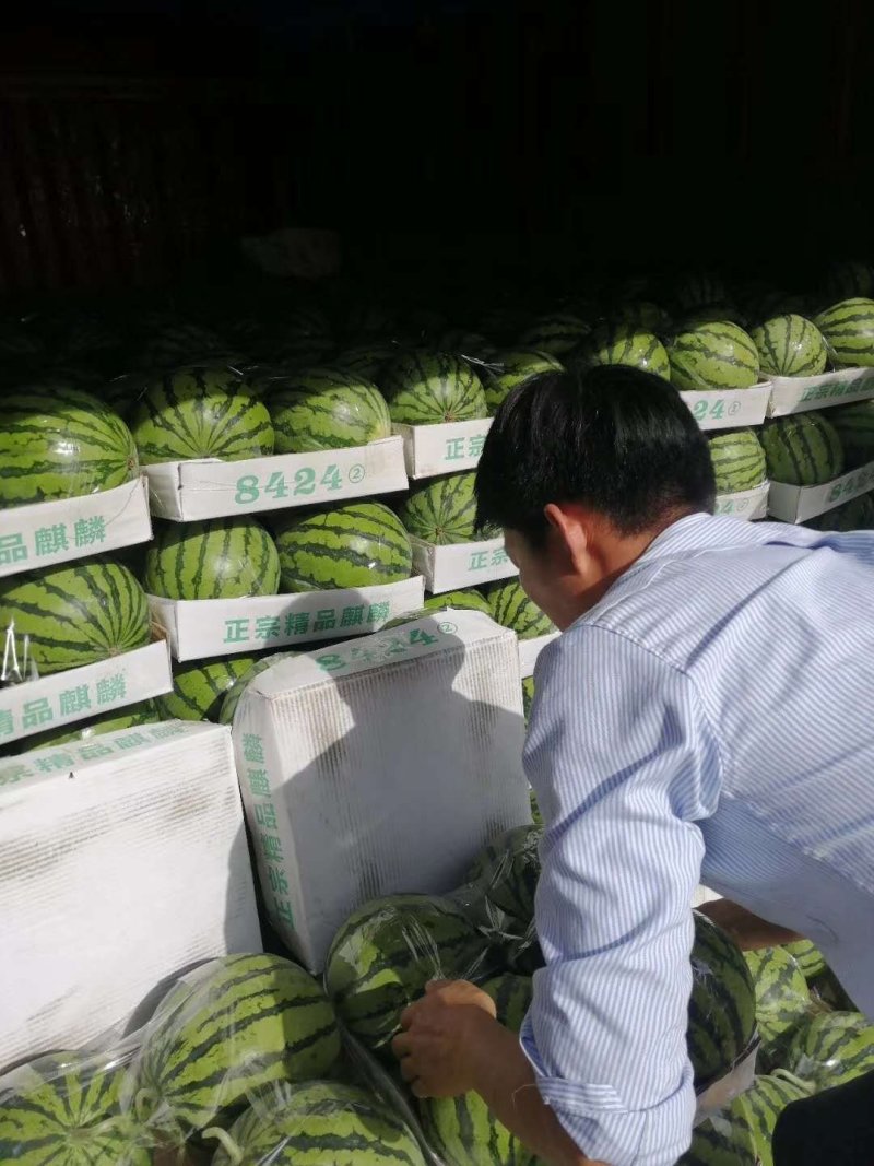 8424，美都，大量批发，7斤打底，8成熟，现有600亩