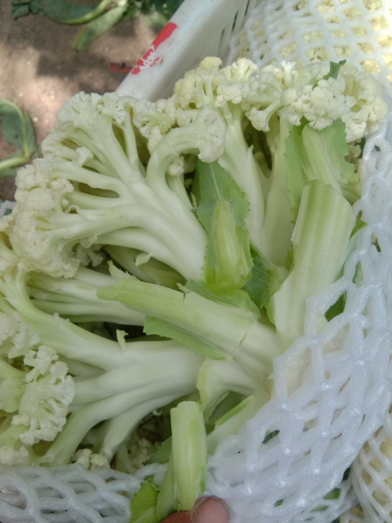 有机菜花