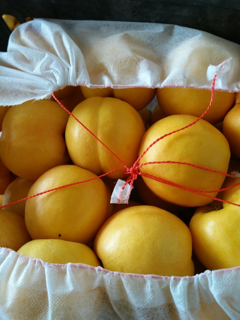 陆地黄油桃，黄金蜜，金秀蜜，油蟠桃品种齐全质量好品种齐全