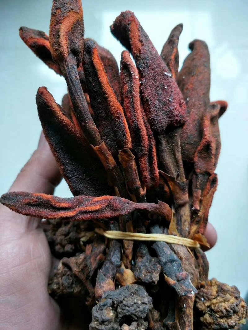 中药材回春草草苁蓉不老草顶天柱无硫支持药检