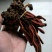 中药材回春草草苁蓉不老草顶天柱无硫支持药检