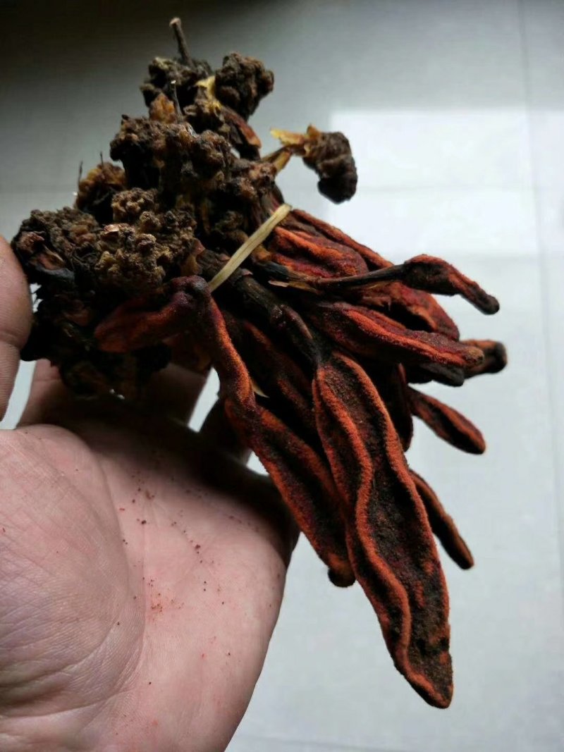 中药材回春草草苁蓉不老草顶天柱无硫支持药检
