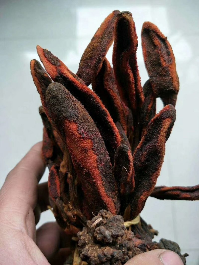 中药材回春草草苁蓉不老草顶天柱无硫支持药检