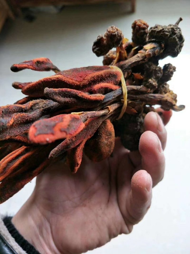 中药材回春草草苁蓉不老草顶天柱无硫支持药检