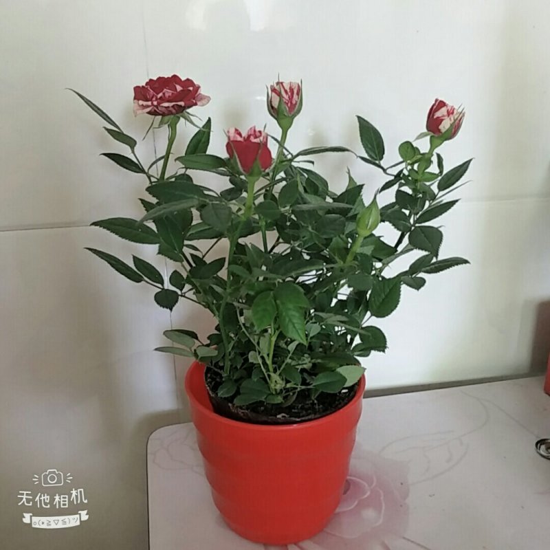 迷你小玫瑰花苗盆栽带花苞四季开花不断好养花卉植物钻石微型