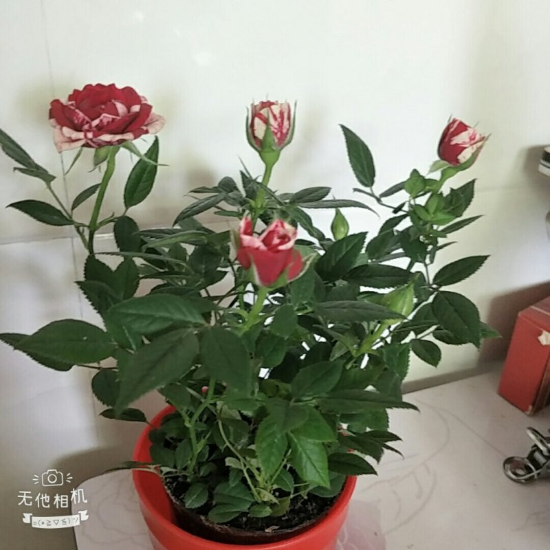迷你小玫瑰花苗盆栽带花苞四季开花不断好养花卉植物钻石微型
