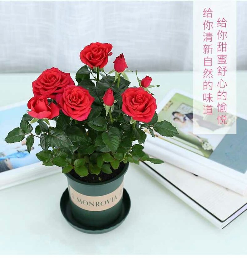 迷你小玫瑰花苗盆栽带花苞四季开花不断好养花卉植物钻石微型