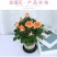 迷你小玫瑰花苗盆栽带花苞四季开花不断好养花卉植物钻石微型