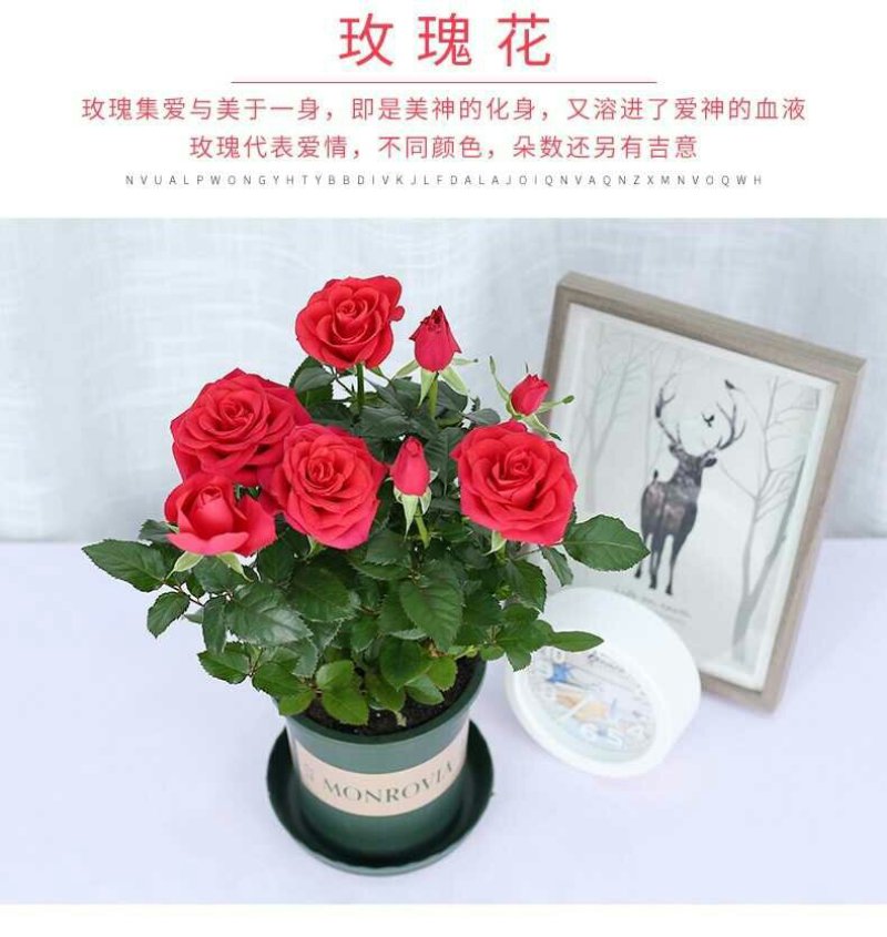 迷你小玫瑰花苗盆栽带花苞四季开花不断好养花卉植物钻石微型