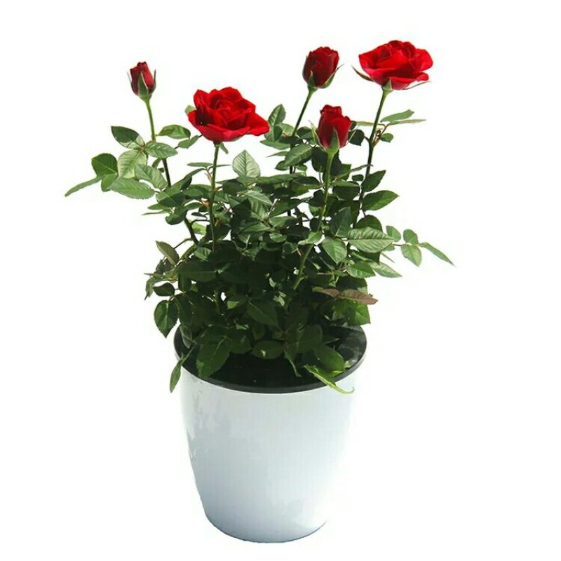 迷你小玫瑰花苗盆栽带花苞四季开花不断好养花卉植物钻石微型