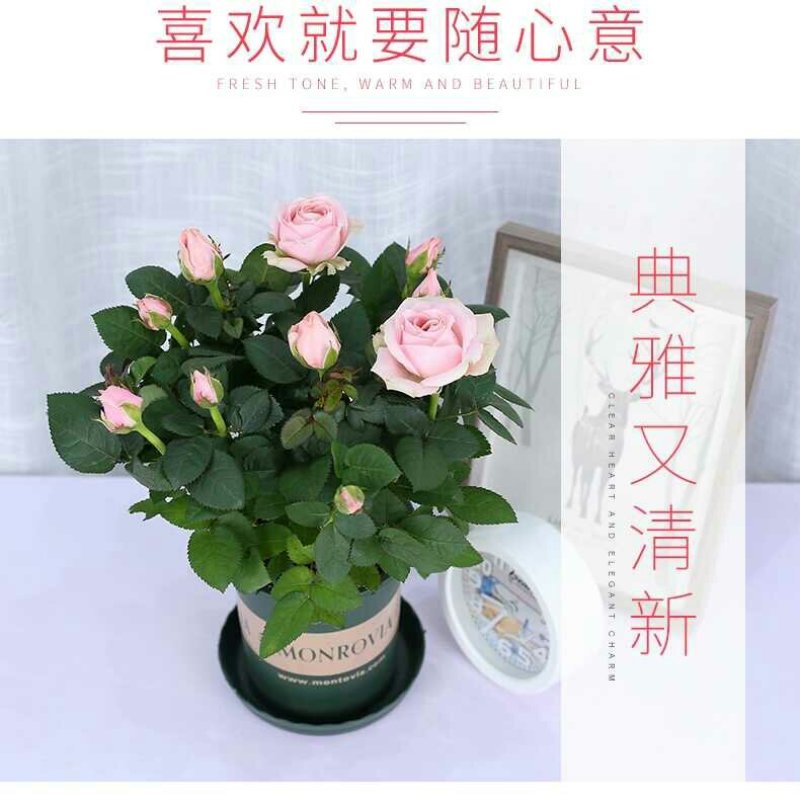 迷你小玫瑰花苗盆栽带花苞四季开花不断好养花卉植物钻石微型