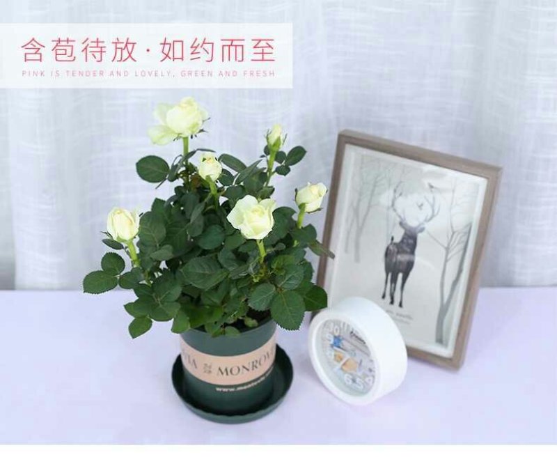 迷你小玫瑰花苗盆栽带花苞四季开花不断好养花卉植物钻石微型