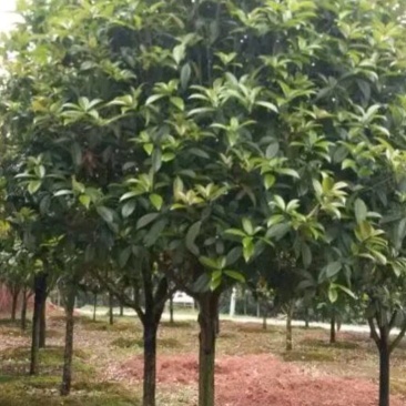 桂花树