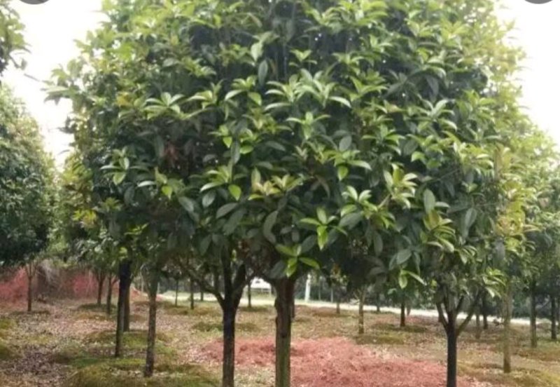 桂花树