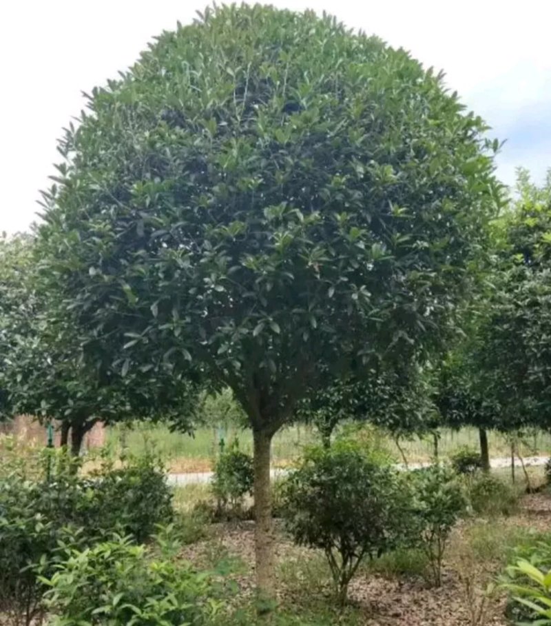 桂花树