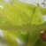 阳光小蜜～月露瓜