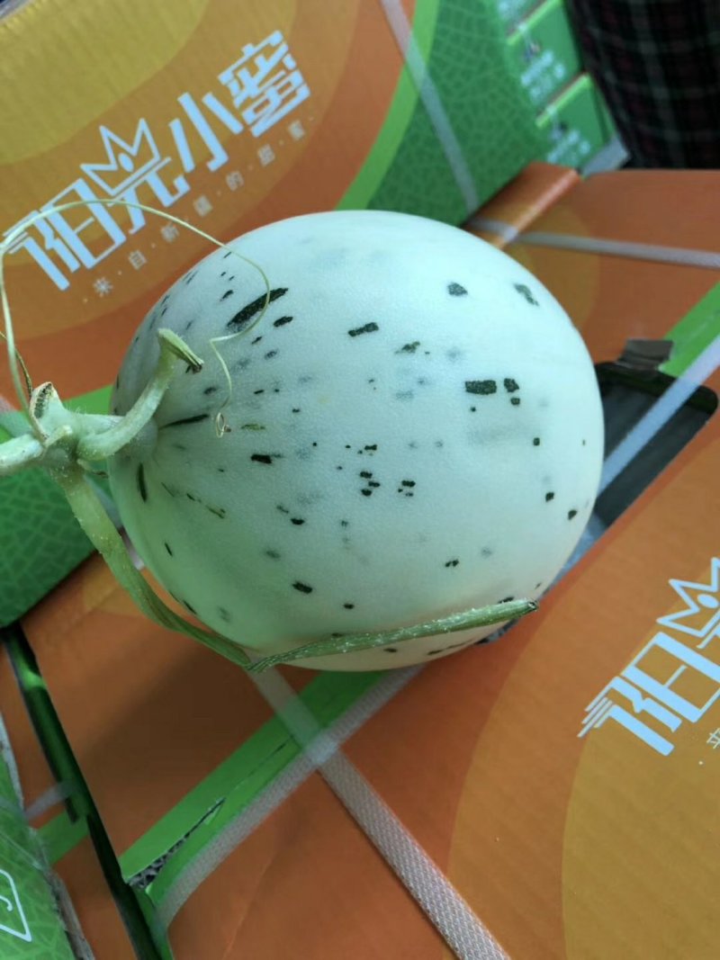 阳光小蜜～月露瓜