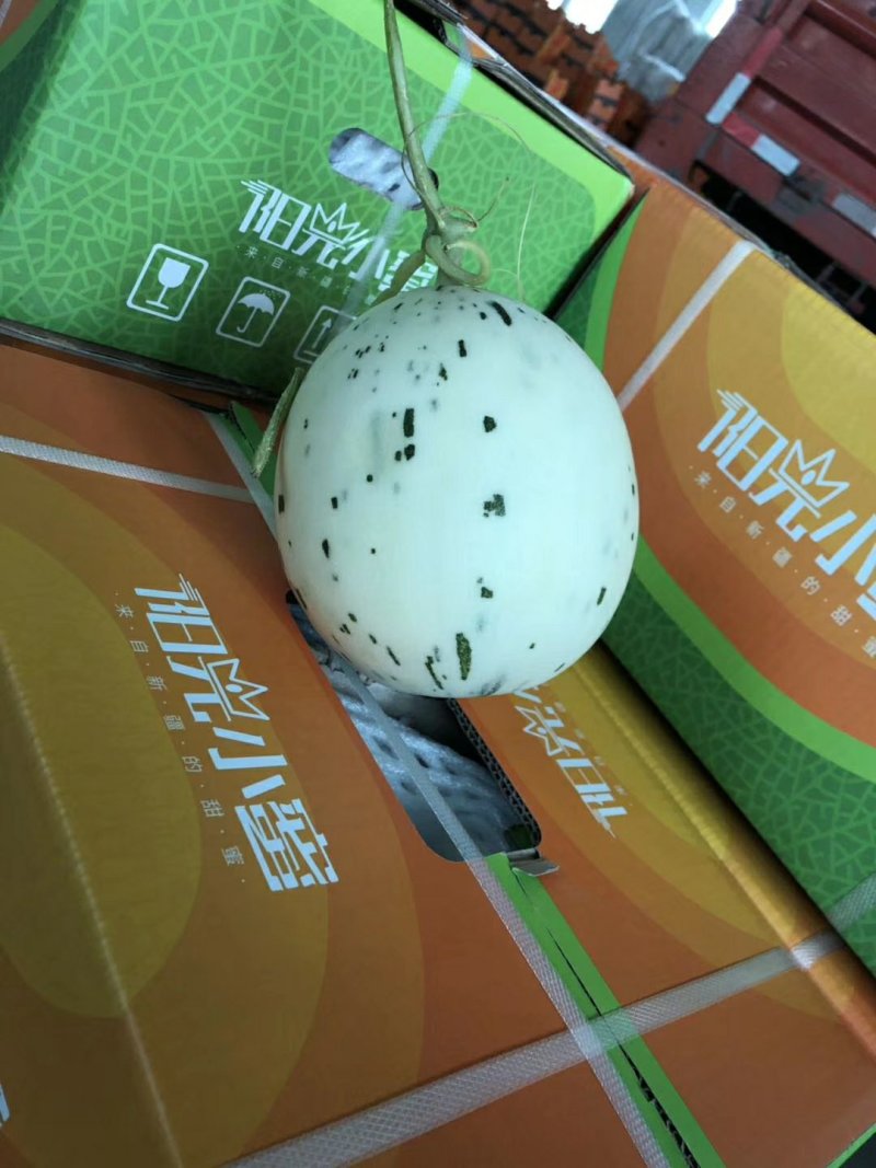 阳光小蜜～月露瓜