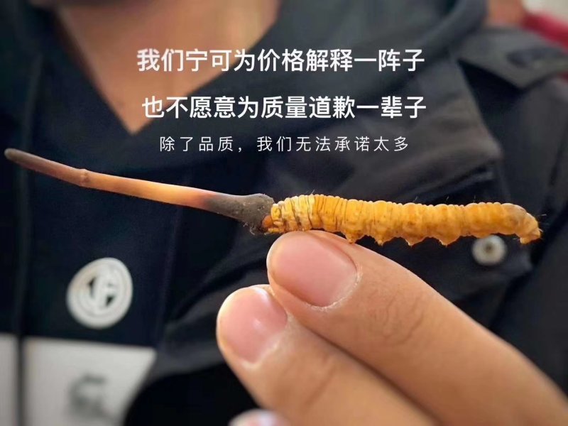 2019冬虫夏草鲜草山南草