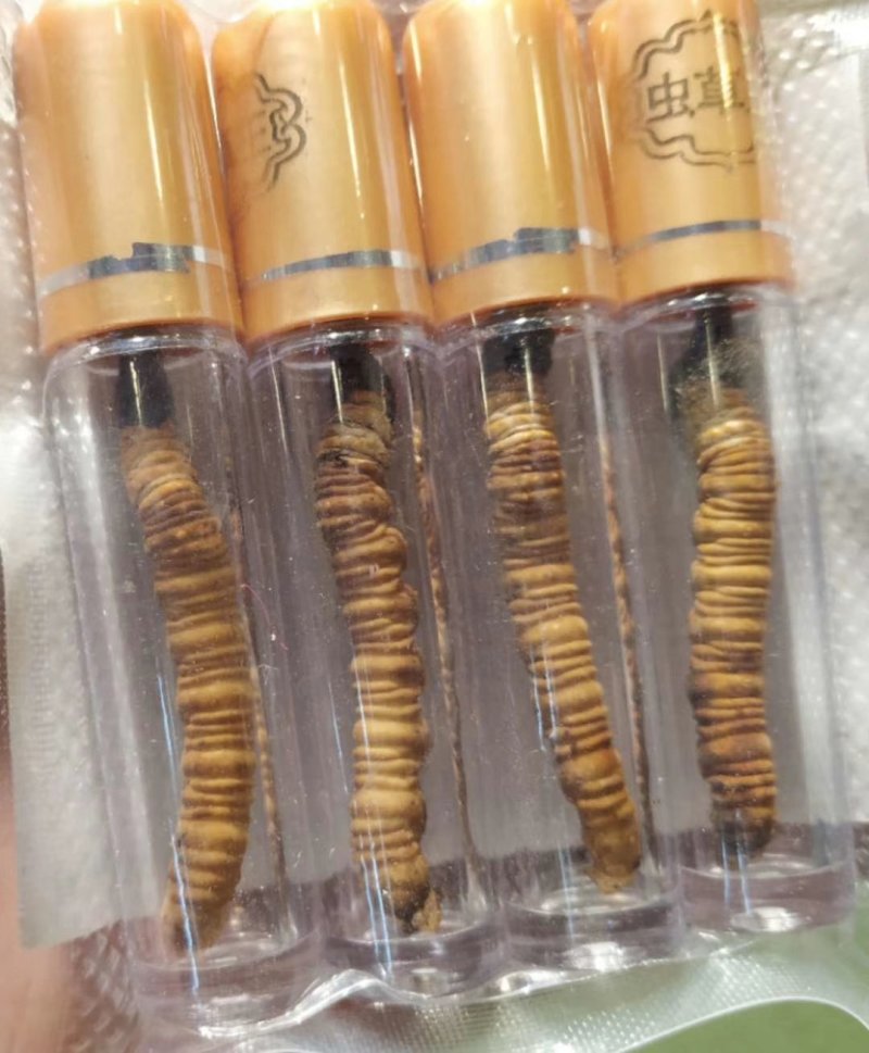 2019冬虫夏草鲜草山南草