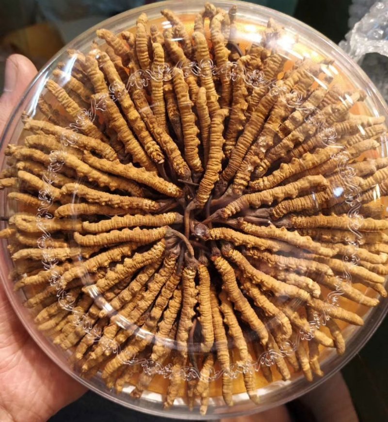 2019冬虫夏草鲜草山南草
