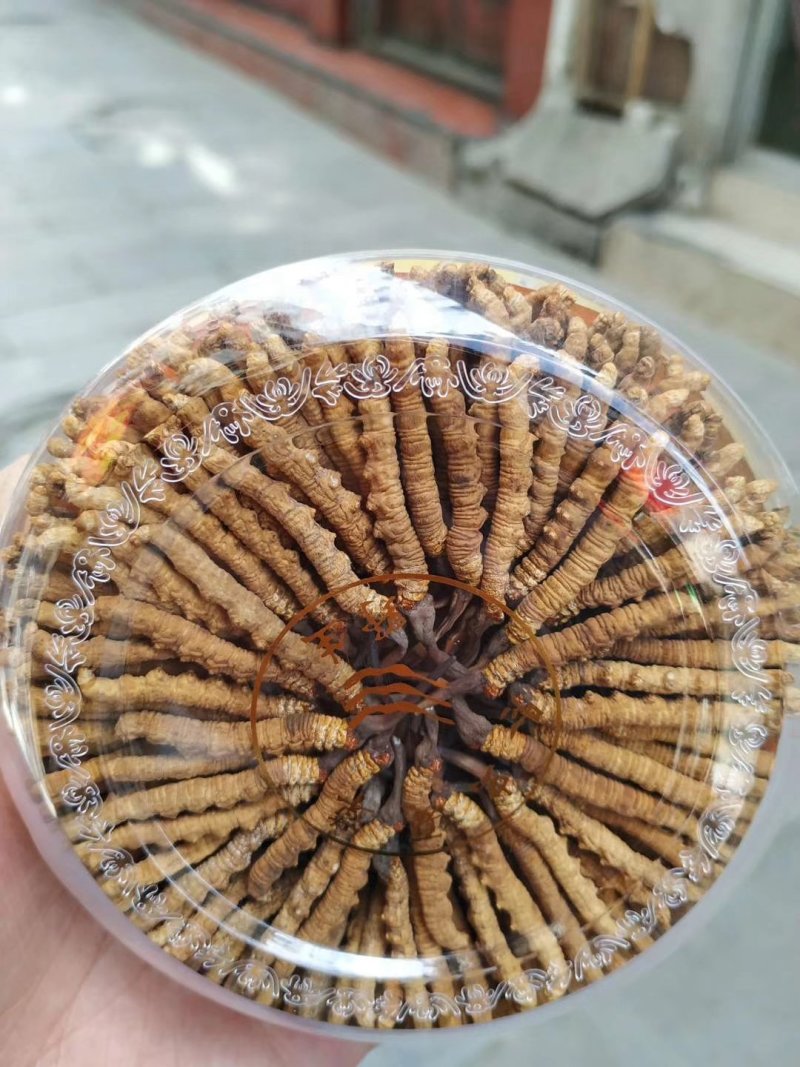 2019冬虫夏草鲜草山南草