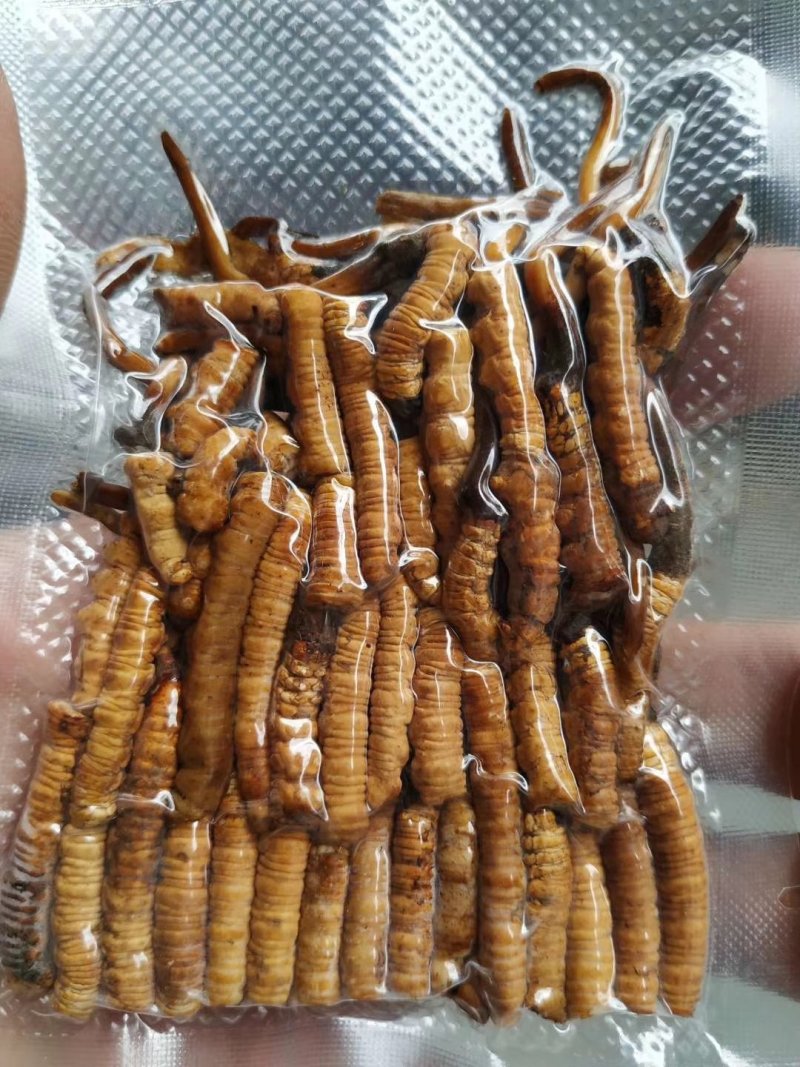 2019冬虫夏草鲜草山南草