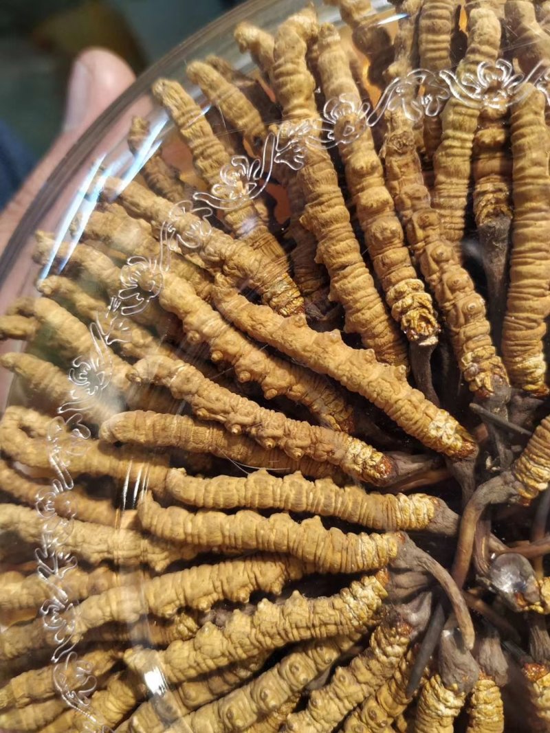 2019冬虫夏草鲜草山南草