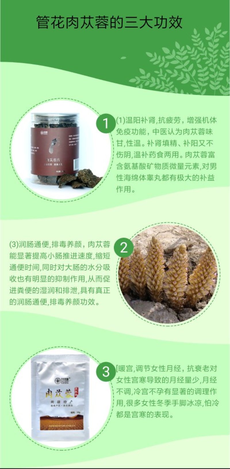 新疆管花肉苁蓉