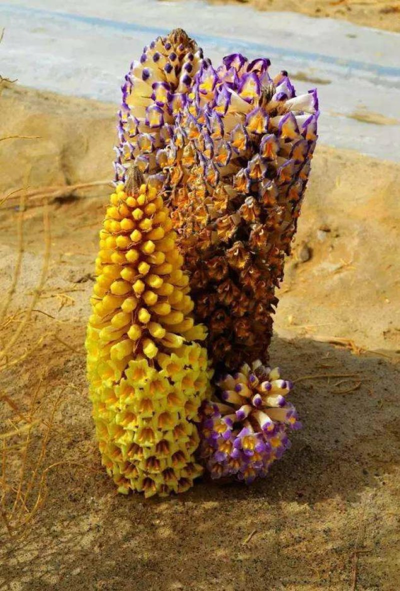 新疆管花肉苁蓉