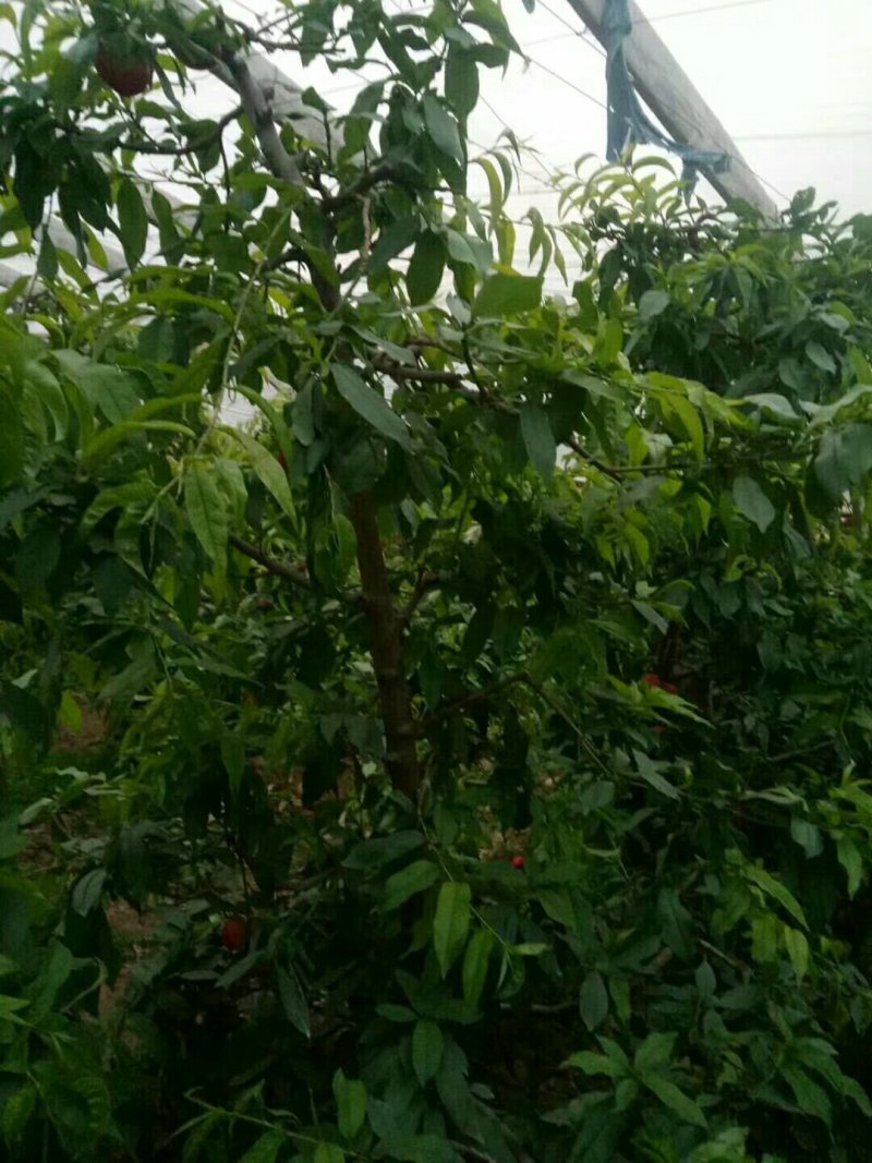 出售供应4-5公分桃树