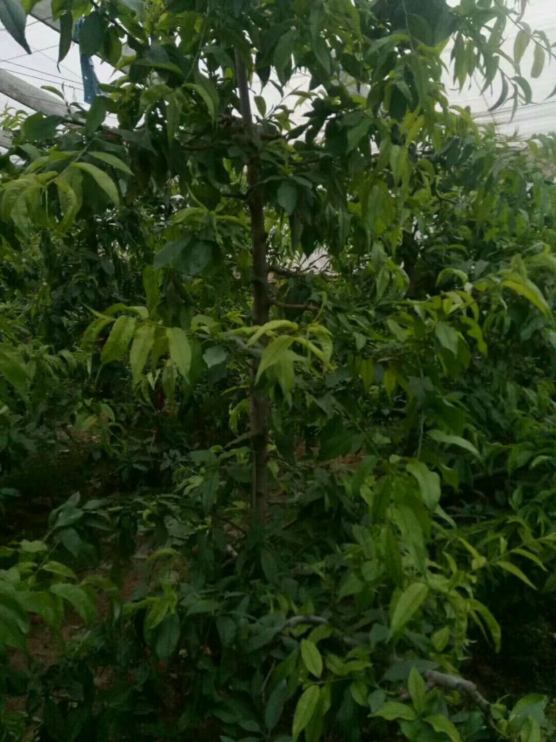 出售供应4-5公分桃树