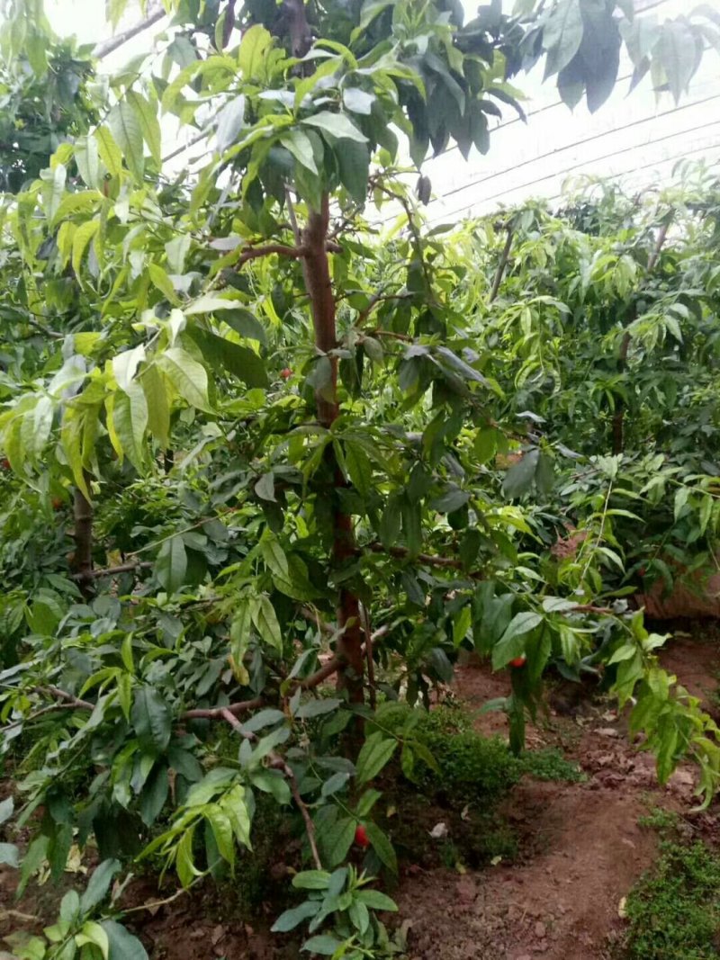 出售供应4-5公分桃树
