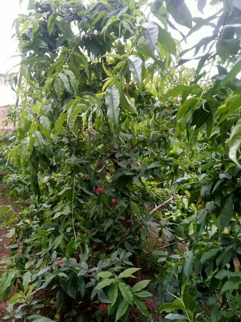 出售供应4-5公分桃树