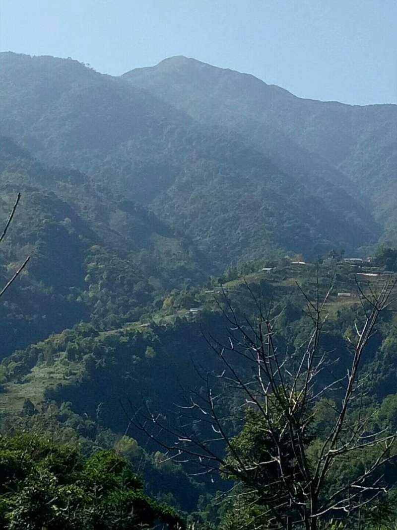 云南纯野生蜂蜜