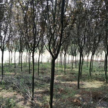 大量出售6公分的红叶李