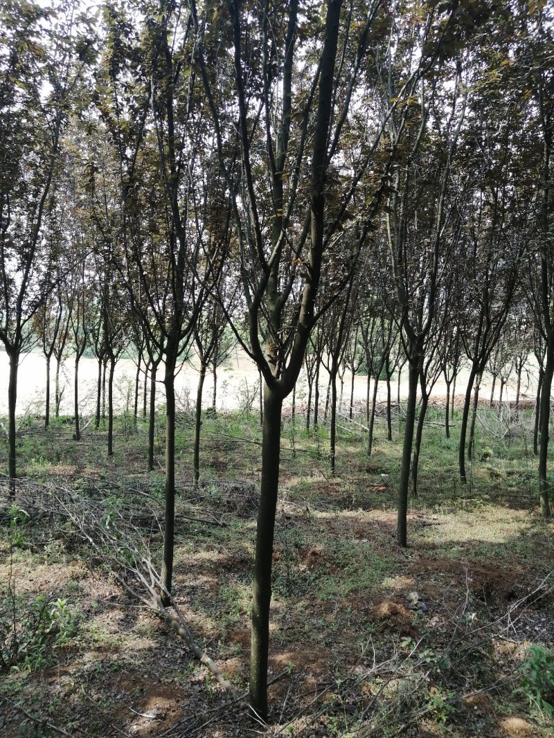 大量出售6公分的红叶李