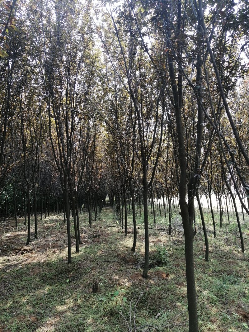大量出售6公分的红叶李