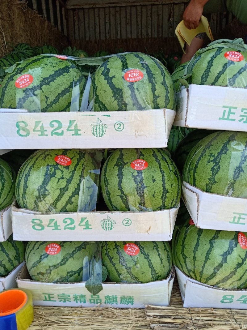 美都西瓜8424代发全国保证质量诚信经营可对接商超
