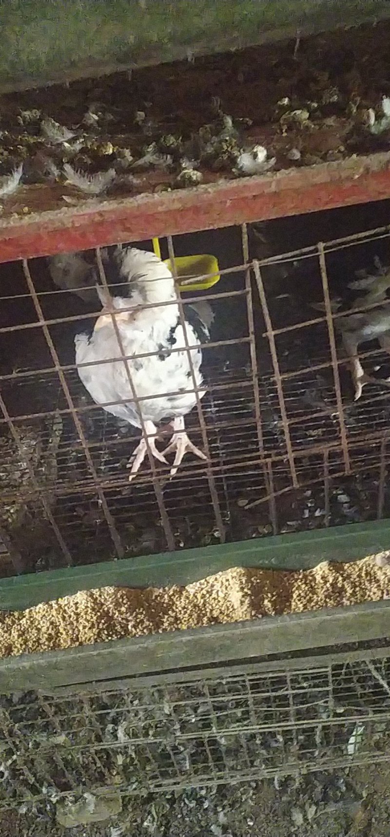 贵妃鸡