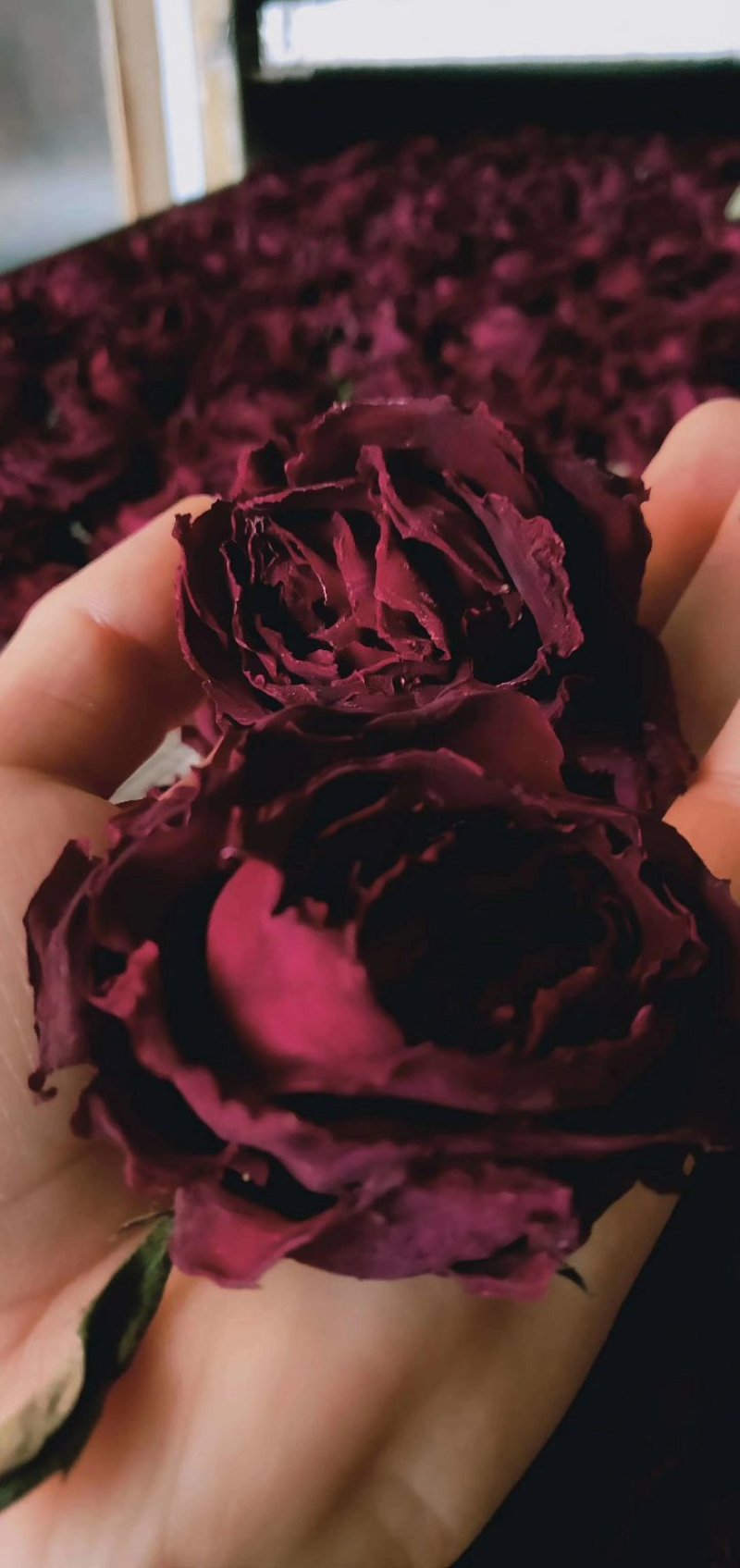 玫瑰干花